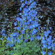 Delphinium belladonna 'Piccolo': Bild 4/4