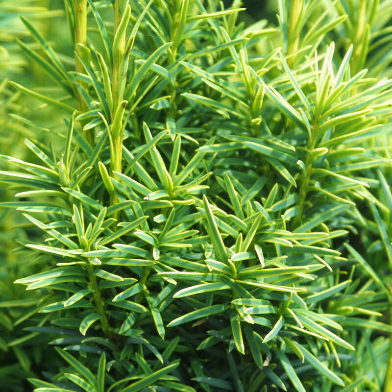 Gold-Suleneibe - Taxus baccata 'Fastigiata Aurea' - gelb