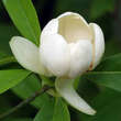Magnolia virginiana: Bild 2/4