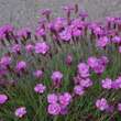Dianthus grat. 'Pink Jewel': Bild 2/2