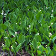 Convallaria majalis: Bild 3/5