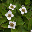 Cornus canadensis: Bild 4/4