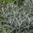 Artemisia ludoviciana 'Silver Queen': Bild 2/5