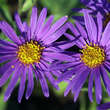 Aster amellus 'Blue King': Bild 2/4