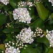 Aronia prunifolia 'Viking': Bild 5/5