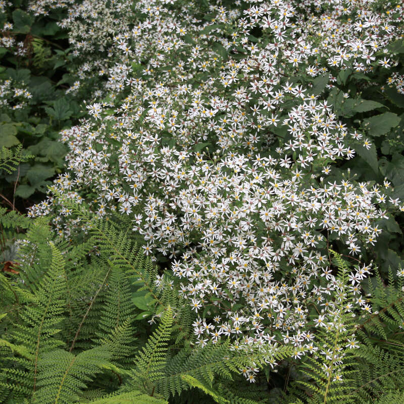Waldaster - Aster divaricatus - weiß