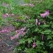 Dicentra spectabilis: Bild 5/6