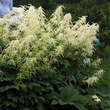 Aruncus dioicus: Bild 5/5