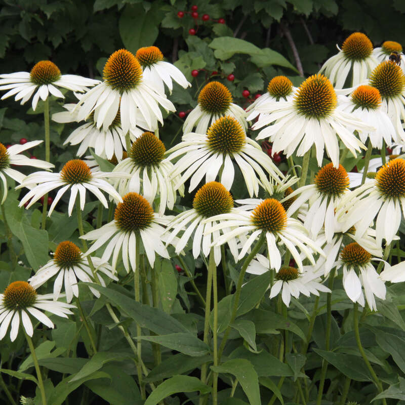 Sonnenhut Echinacea purpurea 'Weißer Schwan' weiß