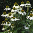 Echinacea purpurea 'Weißer Schwan': Bild 5/5