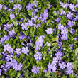 Vinca minor: Bild 2/8