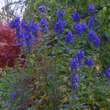 Aconitum carmichaelii 'Arendsii': Bild 4/4