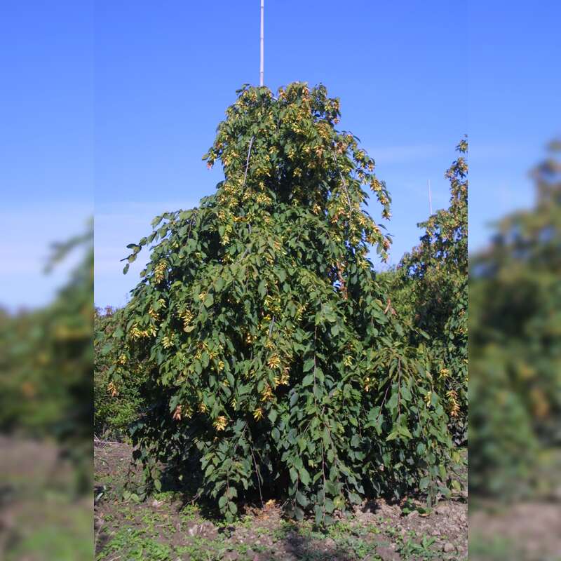 HängeHainbuche Carpinus betulus 'Pendula'