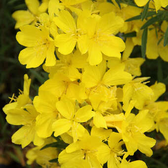 Nachtkerze - Oenothera 'Cold Crick' - gelb