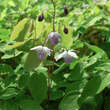 Epimedium youngianum 'Roseum': Bild 2/2