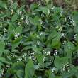 Convallaria majalis: Bild 4/5