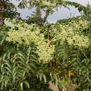 Aralia elata - Gartenaralie