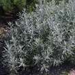 Artemisia ludoviciana'Silver Queen': Bild 5/5