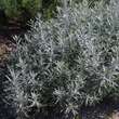 Artemisia ludoviciana'Silver Queen': Bild 5/5