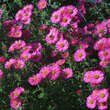 Aster n.a. 'Alma Pötschke': Bild 7/7