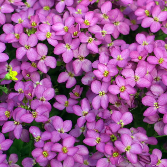 Gänsekresse Arabis caucasica 'Hedi' rosa