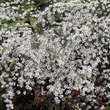 Aster ericoides 'Monte Cassino': Bild 2/5