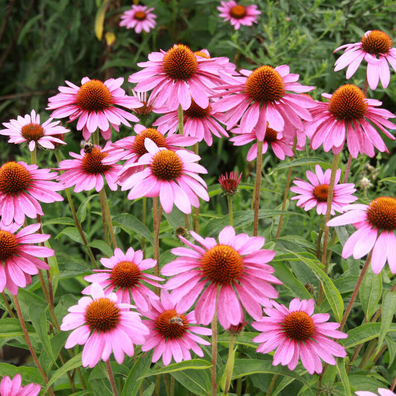 Roter Sonnenhut Echinacea purpurea 'Magnus' rosa