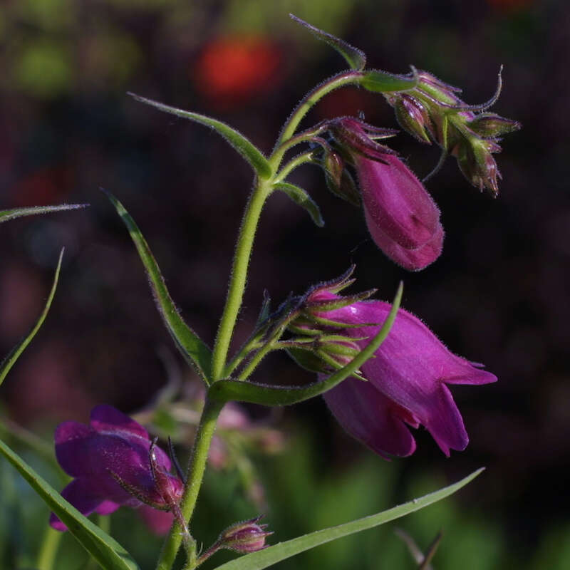 Bartfaden - Penstemon 'Red Rocks' - rosa