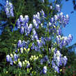 Aconitum cammarum 'Bicolor': Bild 2/7