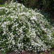 Deutzia gracilis 'Nikko': Bild 2/2