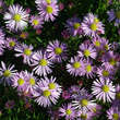 Aster ericoides 'Pink Star': Bild 3/6