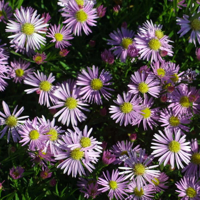 Aster - Aster ericoides &amp;#39;Pink Star&amp;#39; - rosa