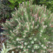 Pinus mugo 'Laurin': Bild 2/2