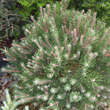 Pinus mugo 'Laurin': Bild 2/2