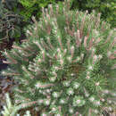 Pinus mugo 'Laurin' - Zwerglatsche