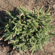 Picea abies 'Pusch': Bild 4/4