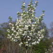 Pyrus calleryana 'Aristocrat': Bild 10/10