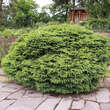 Picea abies 'Nidiformis': Bild 4/6