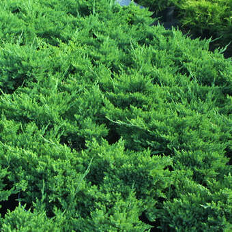 Kriechwacholder - Juniperus procumbens