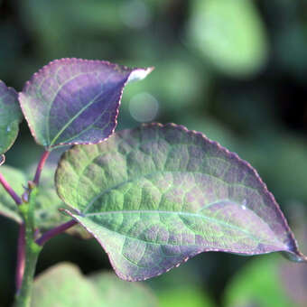 Cercidiphyllum japonicum 'Rotfuchs'