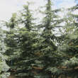 Cedrus deodara 'Eisregen': Bild 2/3