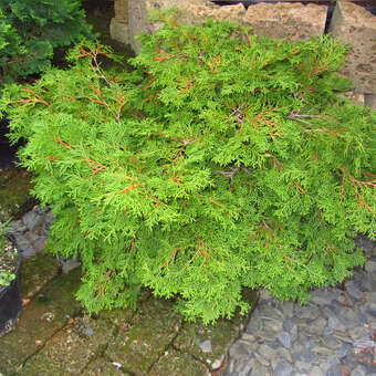 Chamaecyparis obtusa 'Repens'