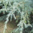 Cedrus deodara 'Eisregen': Bild 1/2