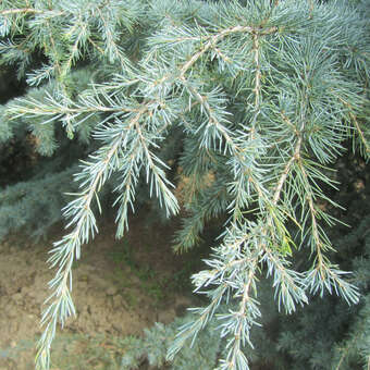 Cedrus deodara 'Eisregen'