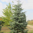 Abies concolor - Koloradotanne