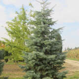 Abies concolor - Koloradotanne