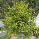 Ginkgo biloba 'Anny's Dwarf' - Kugel-Ginkgo