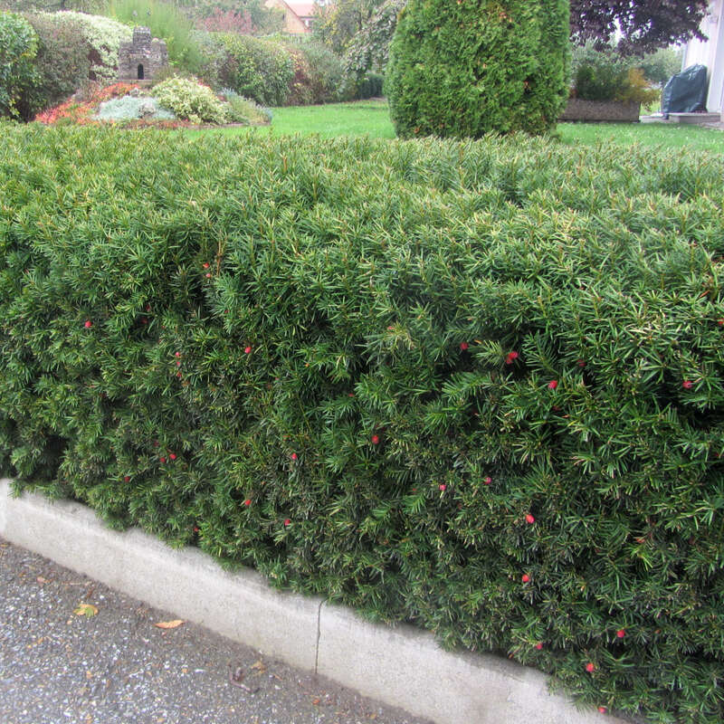 Heckeneibe - Taxus media 'Hicksii'