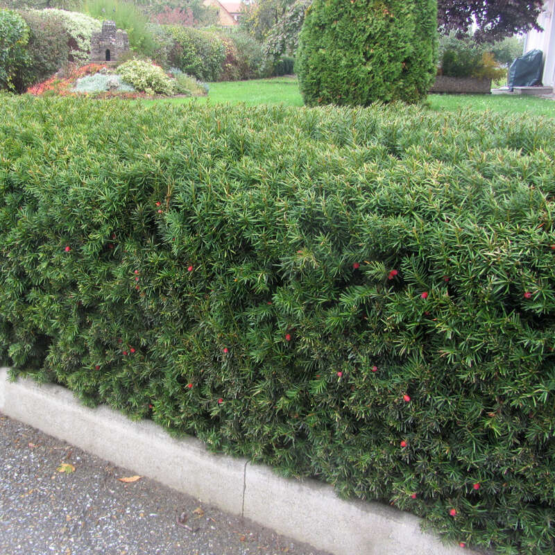 Heckeneibe - Taxus media 'Hicksii' - grn