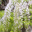 Wisteria floribunda 'Shiro-noda' ('Longissima Alba'): Bild 2/8